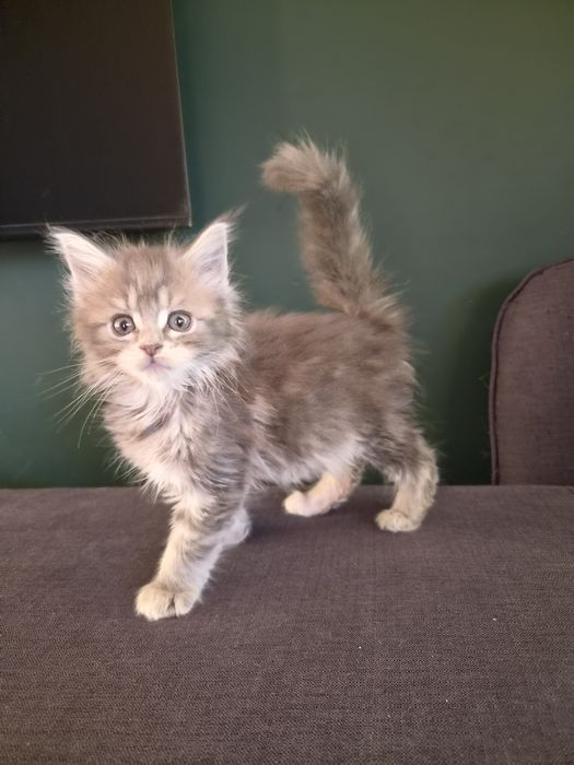 Niebieska szylkretka Maine Coon FPL
