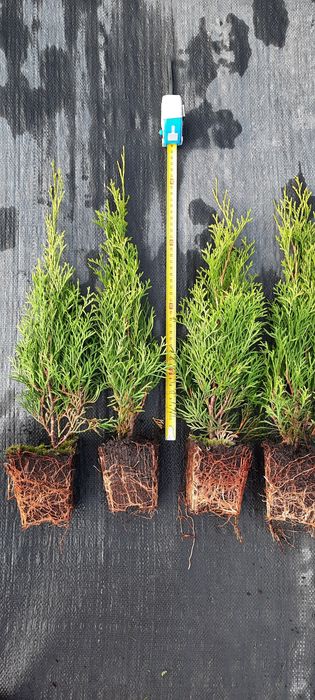 !!PROMOCJA!!Thuja Tuja szmaragd 30-45cm 2,50 zł sztuka TRANSPORT WYSYŁ