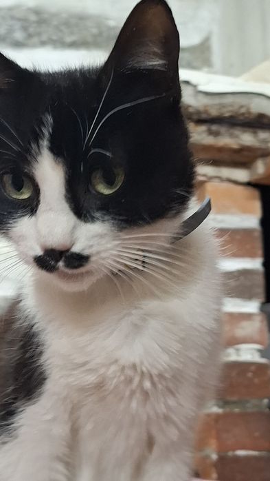 Dá-se gatinhos nascidos em Abril 2026 e 4 gatas com 1 e 2 anos.