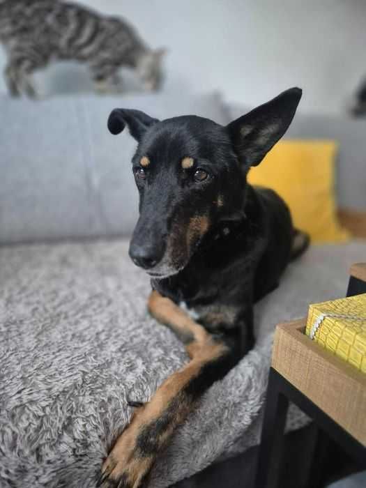 Dario traci dom tymczasowy- bardzo pilna adopcja