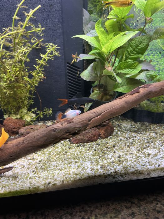 Aquario completo
