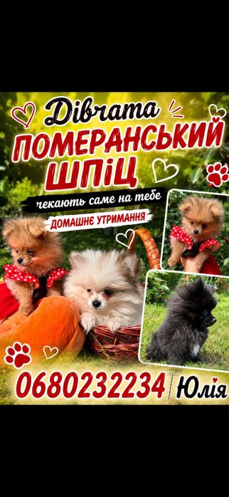 Шпіц дівчата, девочки шпиц