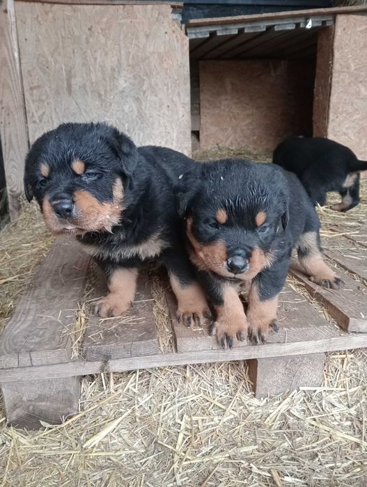 Ротвейлера цуценята