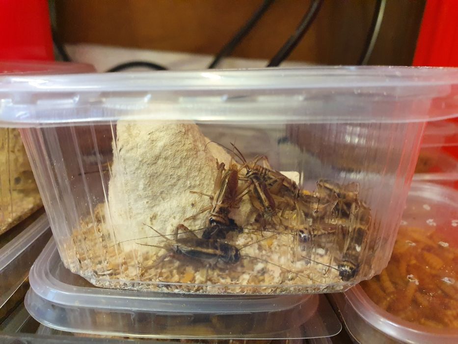 Świerszcze, mączniki, drewnojady || Karmówka, jaszczurka, białko