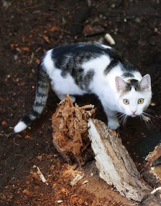 daj na wspólny dom, mamy felv+
