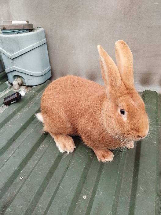 Продам кролів боргунців