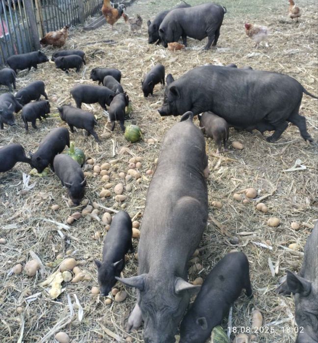 Свині вєтнамські