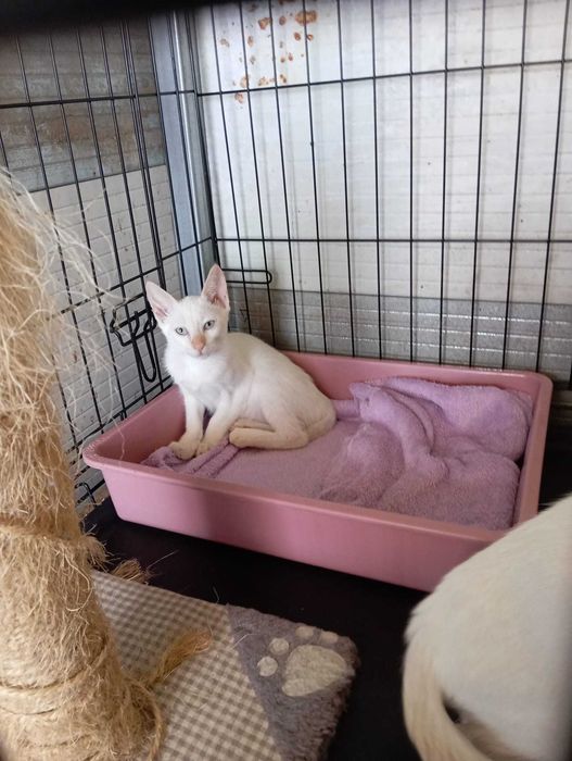 Paty - Para Adopção Responsável