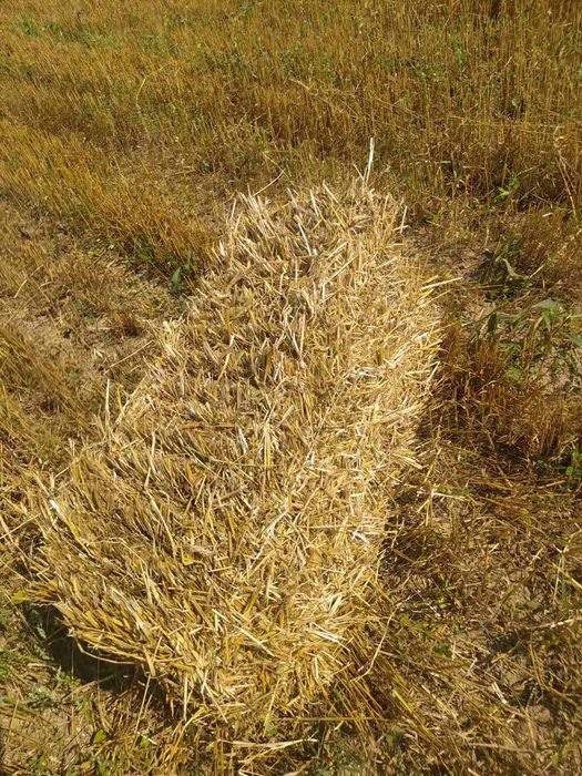 Продам солому в тюках(сіно)