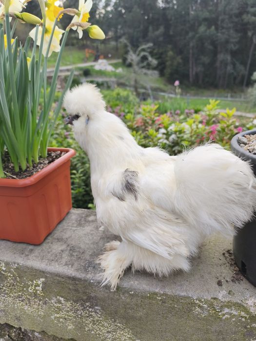 Sedosa do Japão ovos