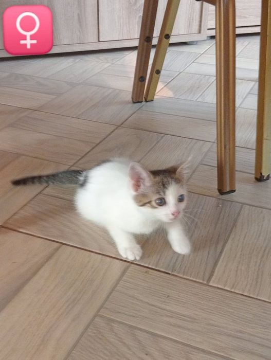 Kociaki do adopcji