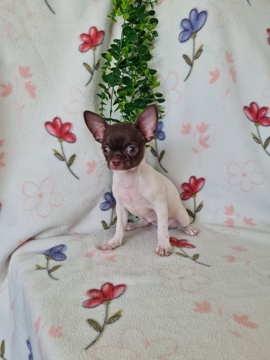 Excelente mini menina Chihuahua/Chiuaua LinhagemRussa de Qualidade