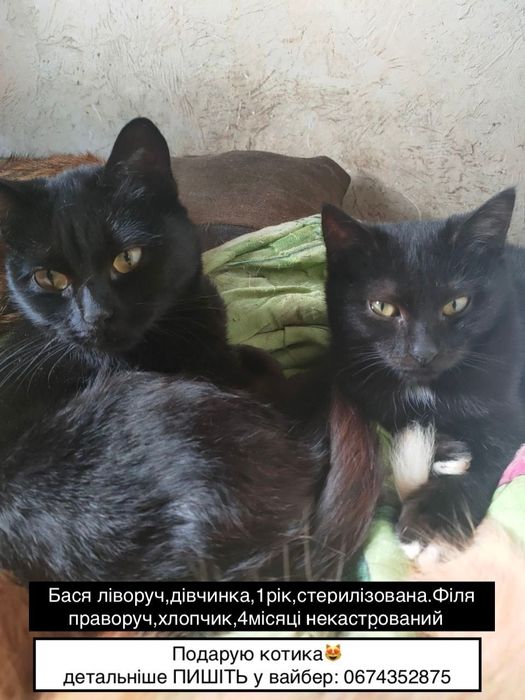 Подарую котика безкоштовно