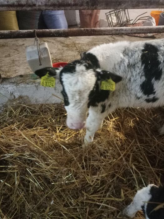 Byki cielaki 1,5 miesiąca