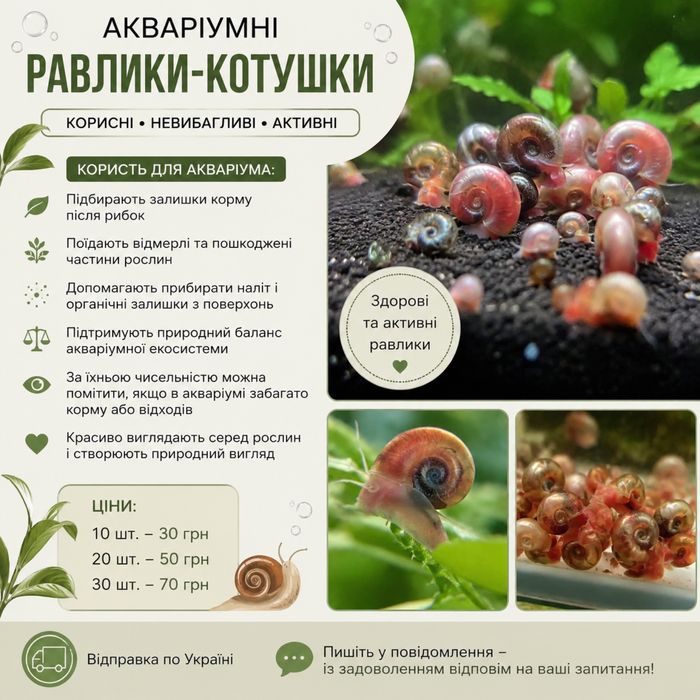 Равлики/підкормки