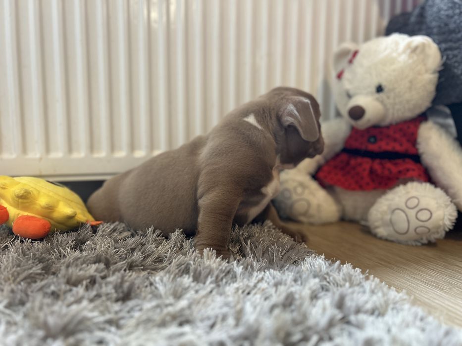 Piesek American Bully