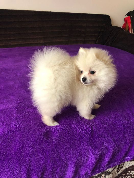 Macho Spitz Alemão Anão