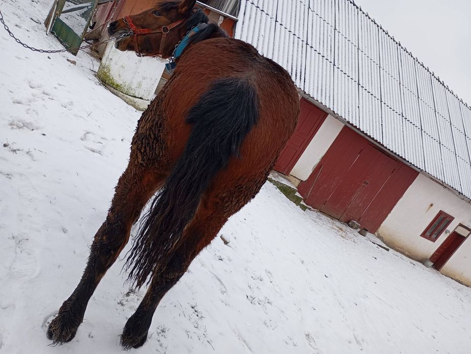 Змінить господарів лошак