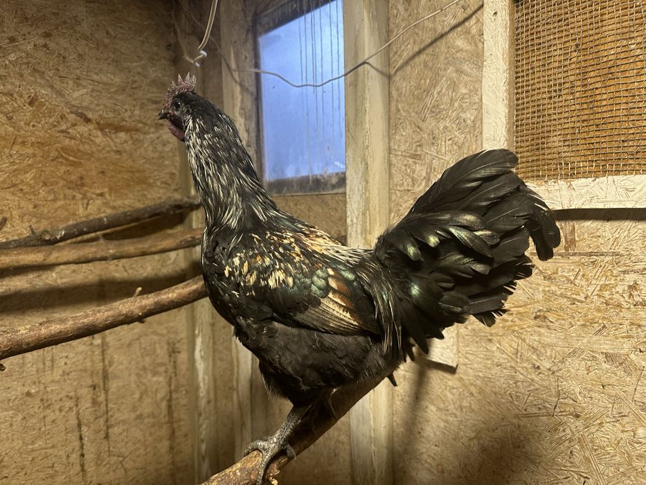 Kogut mix ayam i silka? Z mojego chowu (przydomowo)