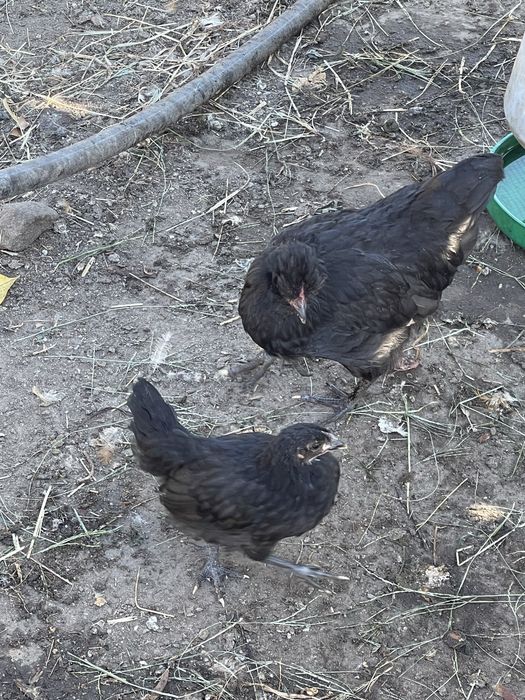 Galinhas traçadas de sedosas, excelentes para pôr e chocar.