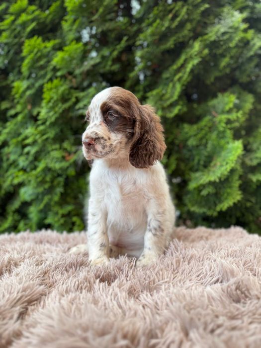 Cocker spaniel angielski Piesek