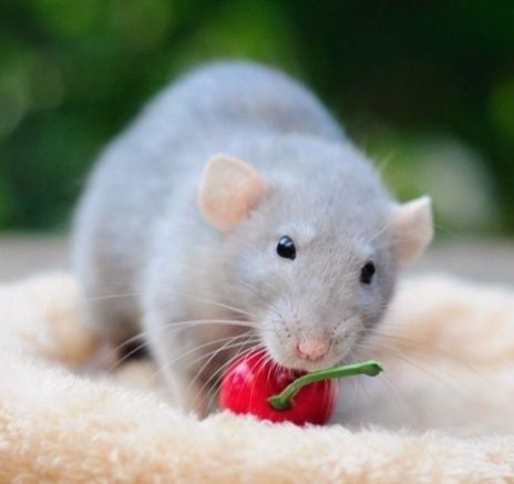 Домашні пацючки "Сріблясті норкові...