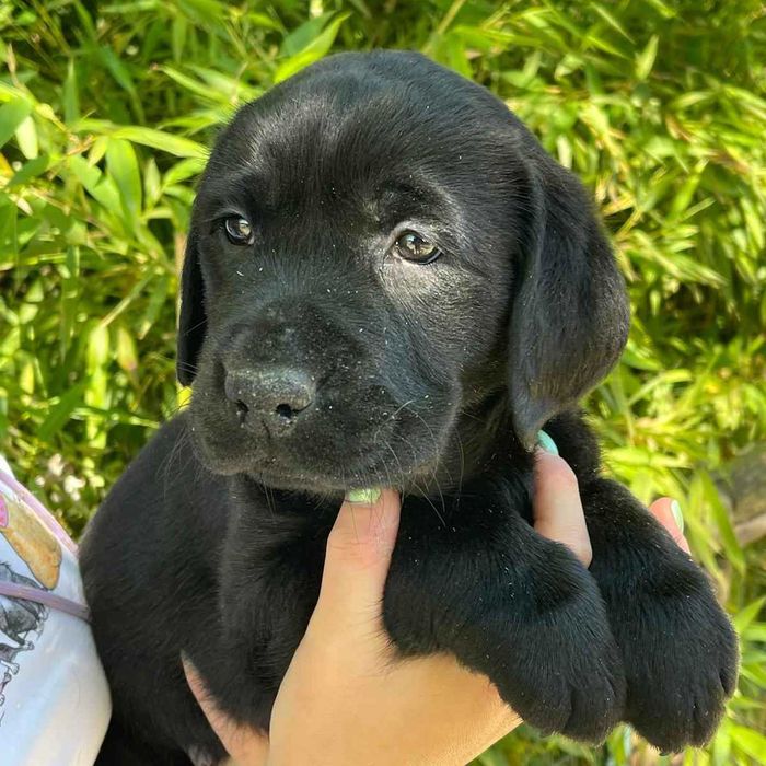 labrador retriever szczeniak
