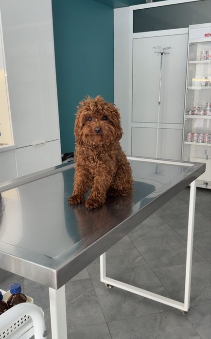 Той пудель toy ред браун рижий мальтезе