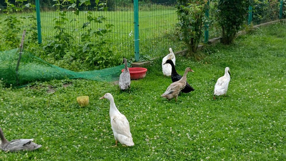 Kaczki  biegus  Indyjski