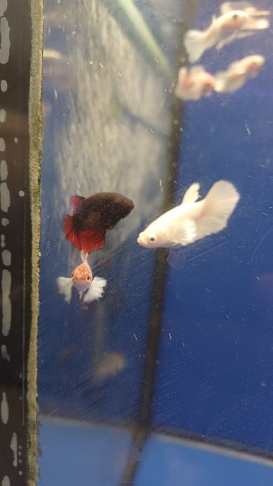 Rybki do akwarium - Samica bojownika Bojownik samice