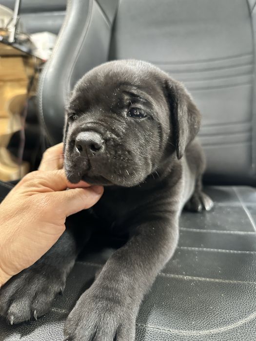 Чорний Барні – унікальний щеня Cane Corso, 1,5місяць, чисто чорний