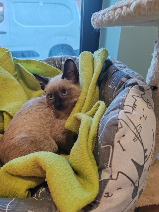 Gatinhos para adoção 2meses e meio
