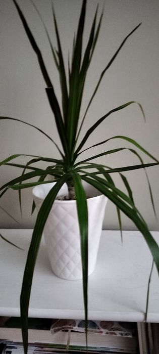 Dracena obrzeżona