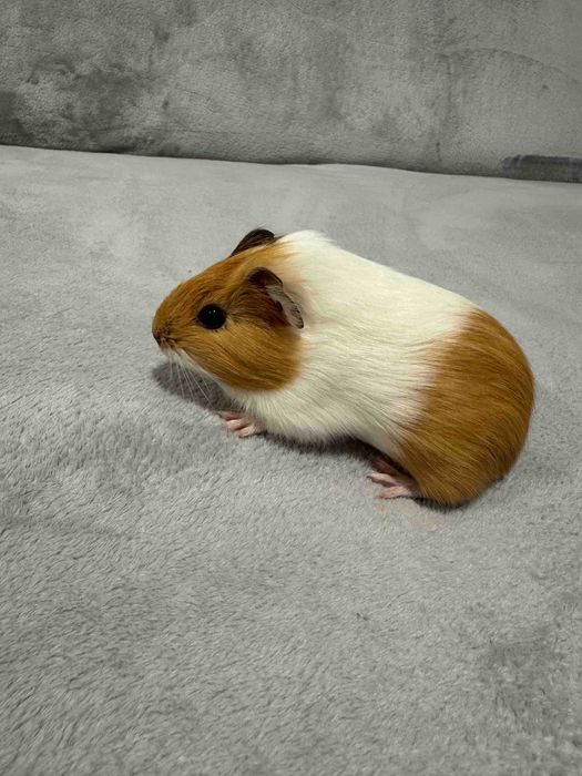 Oddam świnek morskich