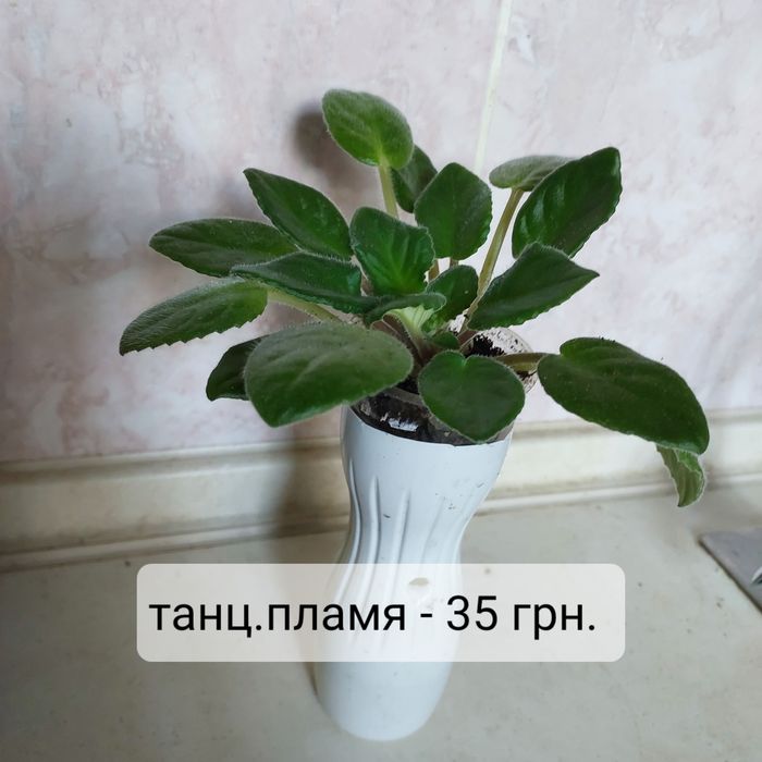 Не дорого: детки и взрослые цветущие фиалки