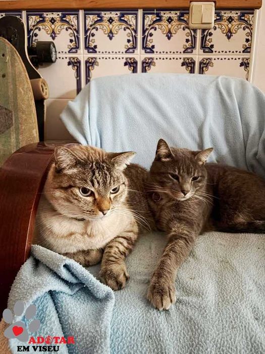 CASTRADO | Gato com as vacinas em dia disponível para adoção responsável