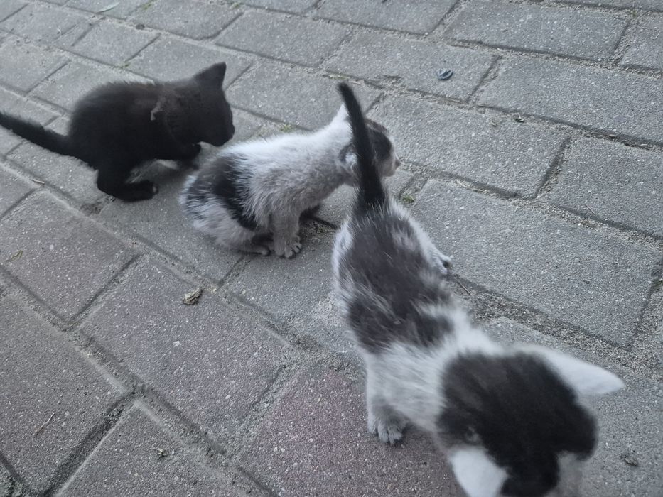 Oddam pięć kotków
