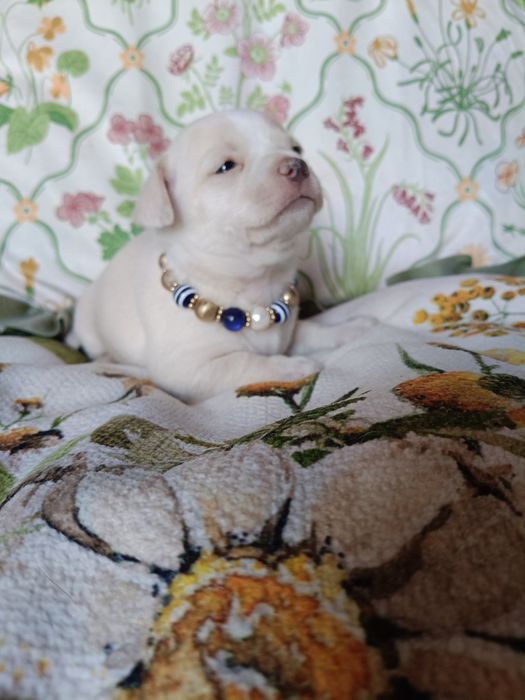 Chihuahua piesek
