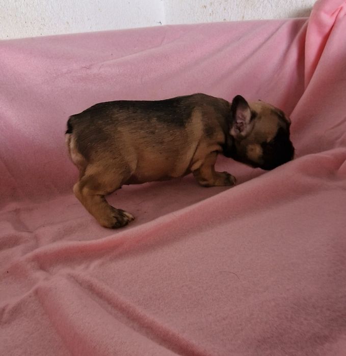 Menina bulldog fawn