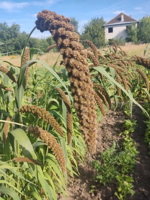 Колоски чумизи для папуг урожай 2025