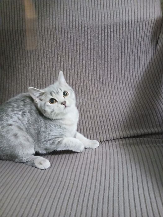 Британская шиншиловая кошечка
