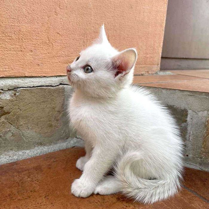 КОТИК - хлопчик в добрі руки.