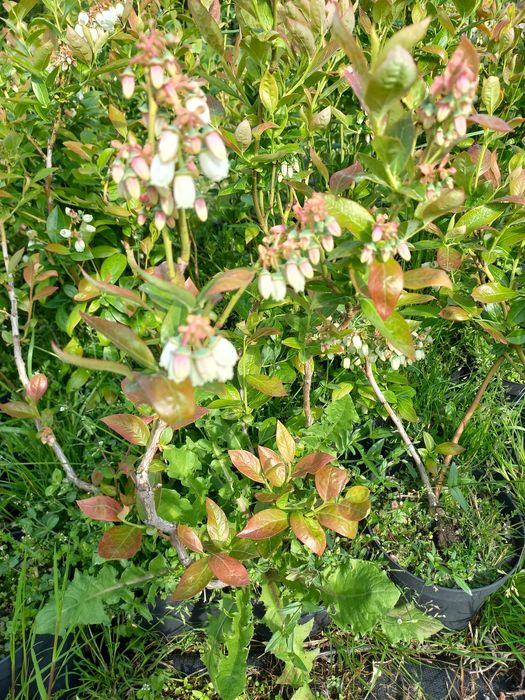 Promocja!!!Borówka Amerykanska Bluecrop, Bluegold, Chandler, Darrow,N