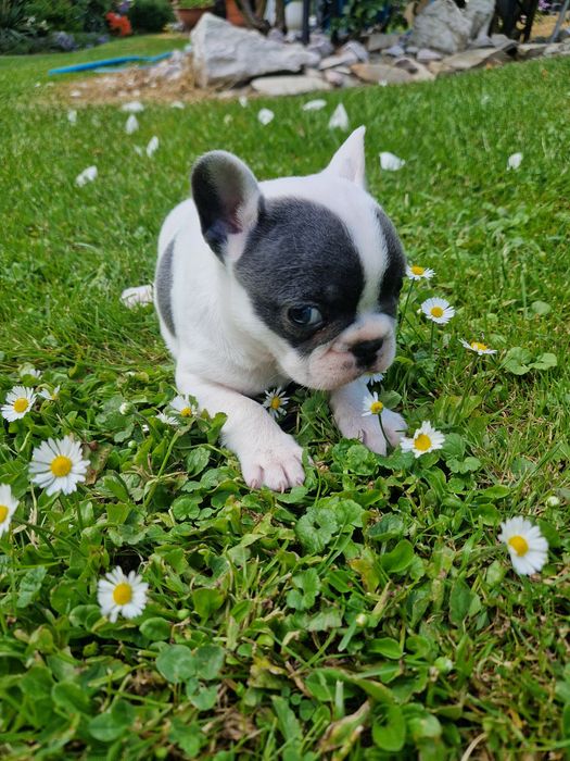 Buldog Francuski Suczka