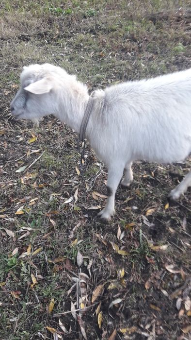 Продам кітну козичку