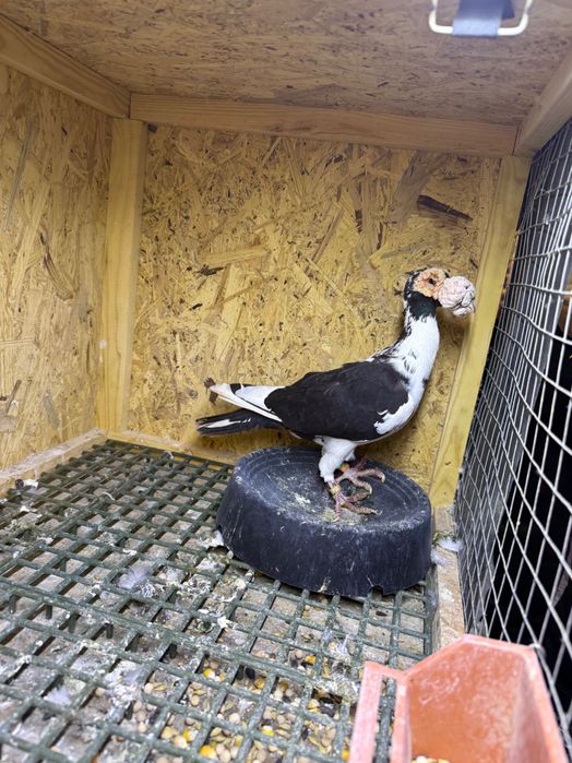 Samica karier sprzedam