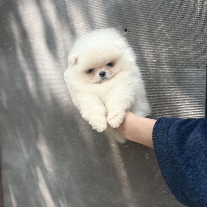 хлопчик шоу класу тип ведмедик