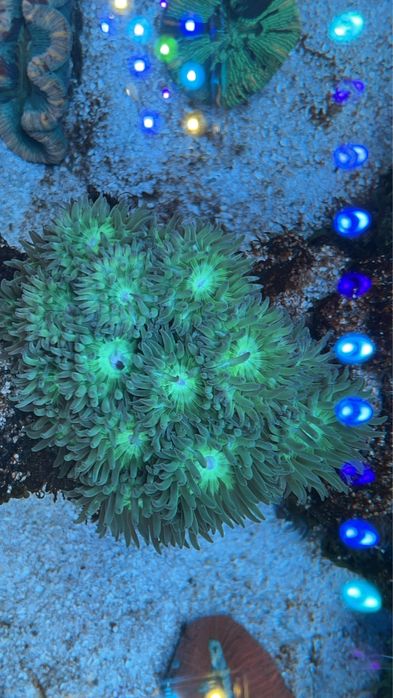 Vendo Green Ducan colonias