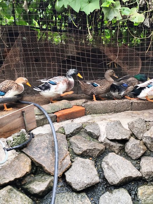 Ovos de pata Rouen férteis