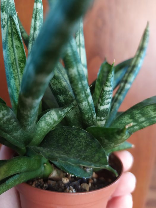 Сансевієрія Шибікі